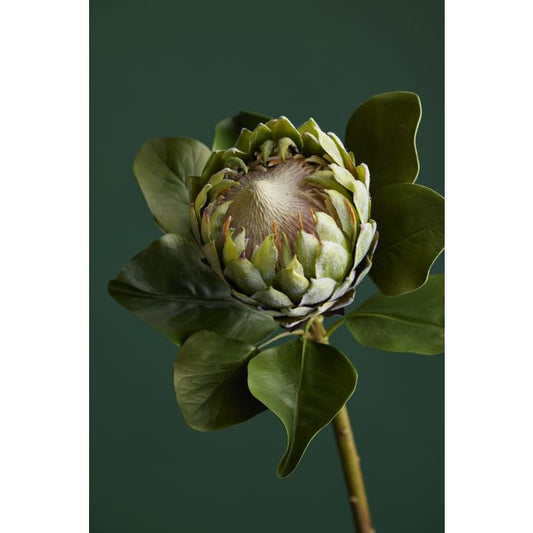 Rogue - Grand Protea Stem - 81x25x25cm
