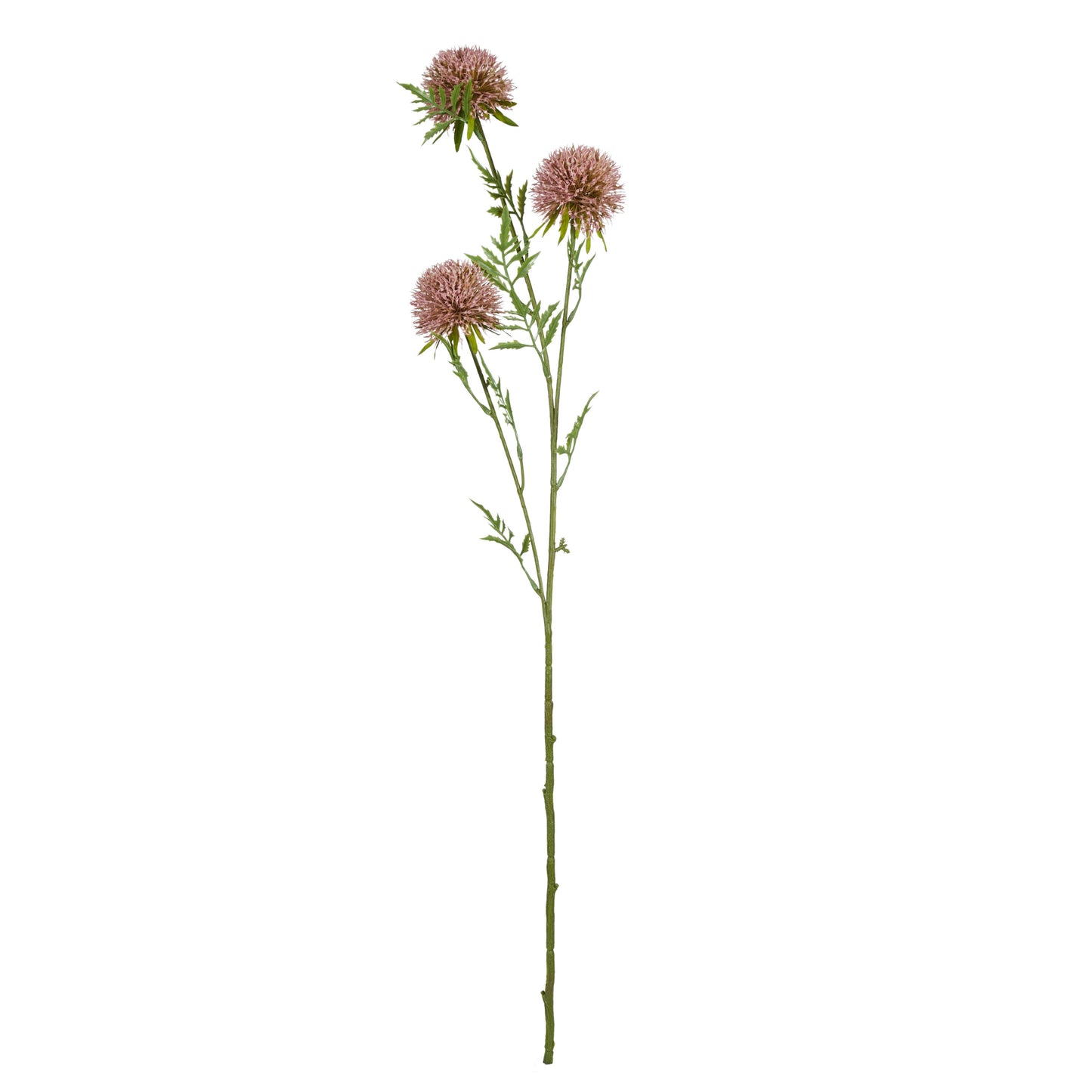 Rogue - Allium Spray