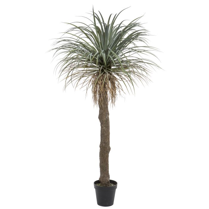 Rogue - Grass Tree - 183cm