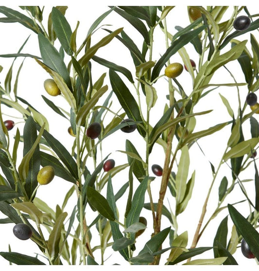 Potted Olive Tree - 122cm