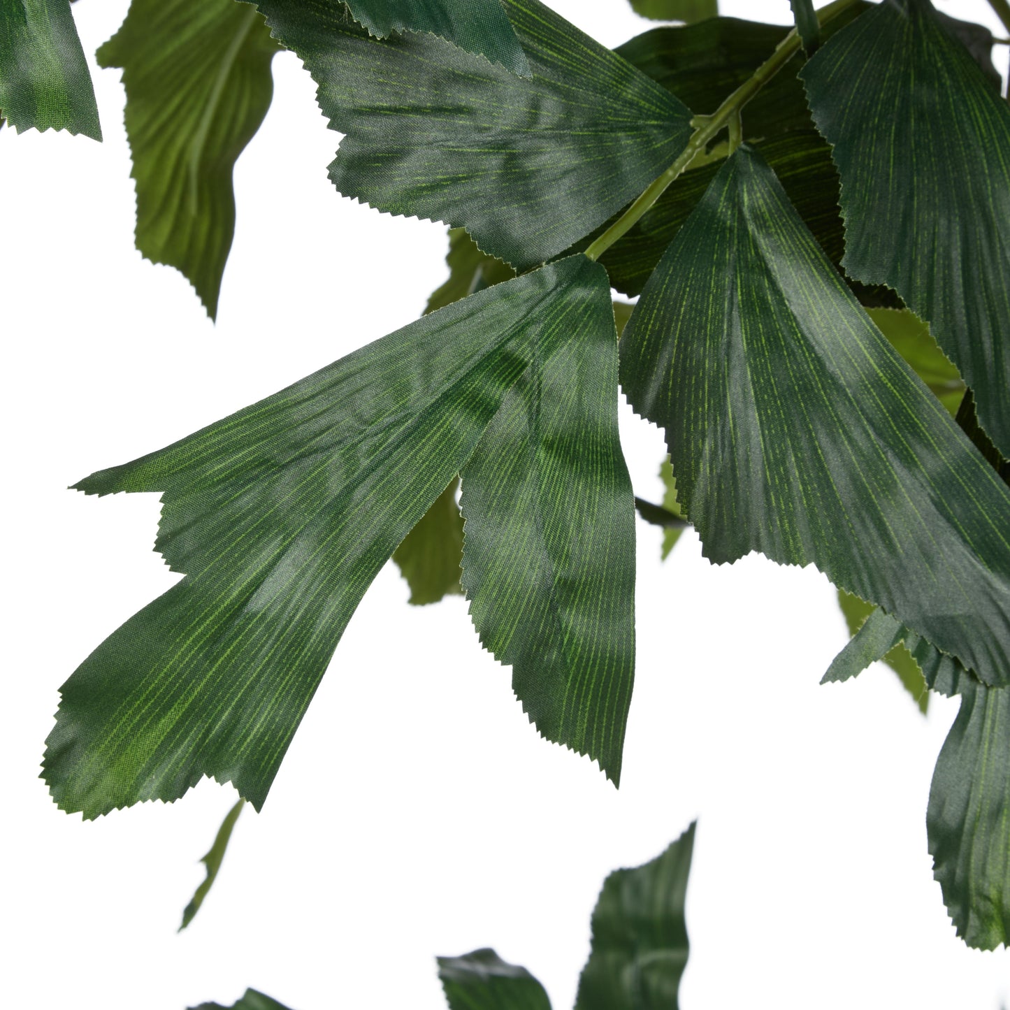 Rogue - Caryota Palm Tree