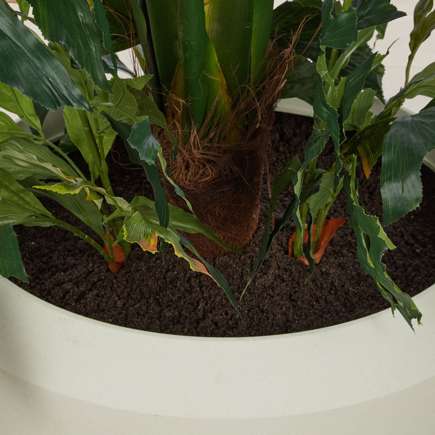 Rogue - Caryota Palm Tree
