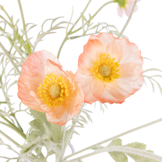 Rogue - Poppy Cosmos Mix - Giselle - Orange + Pink