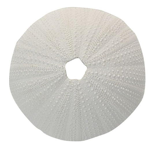 CTC - Sea Urchin Coral Resin Sculpture
