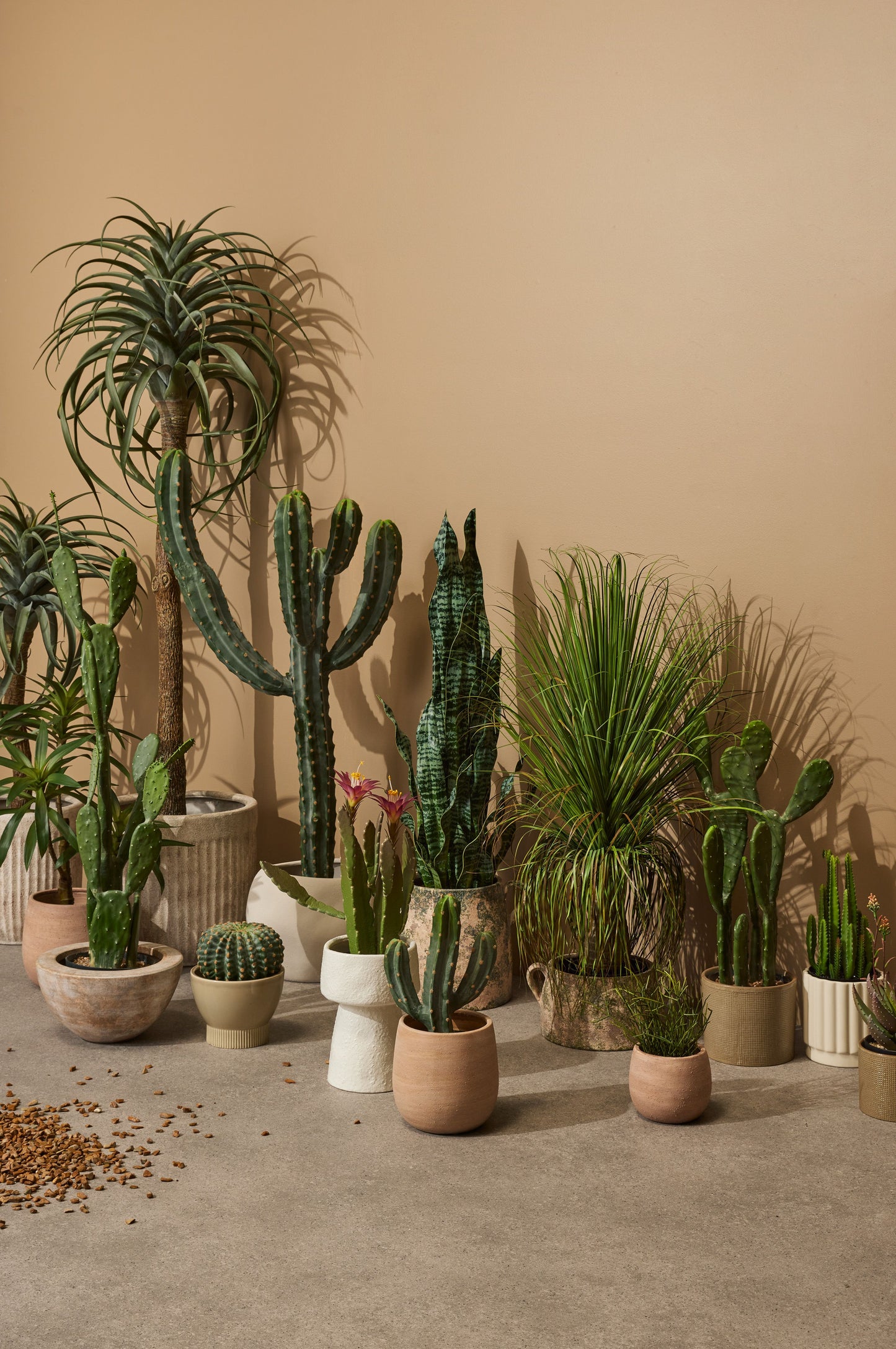 Rogue - Saguaro Cactus