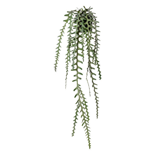 Hanging Fern - Cactus