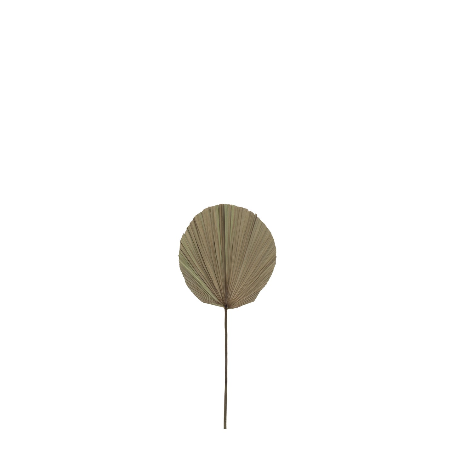 Dried Cut Fan Palm