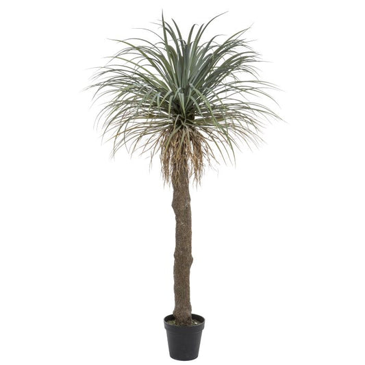 Rogue - Grass Tree - 183cm