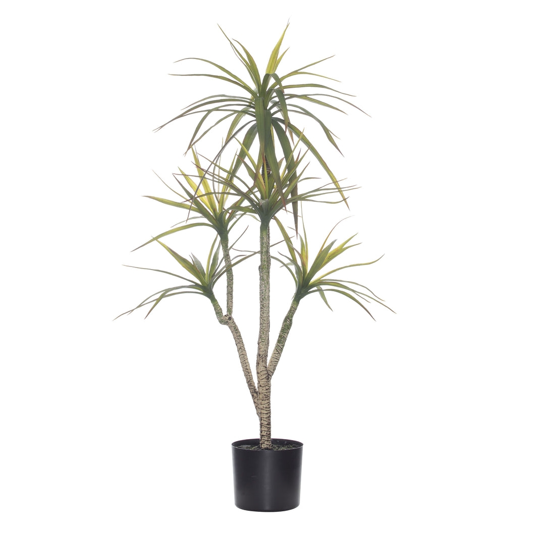 Rogue - Potted Yucca Tree