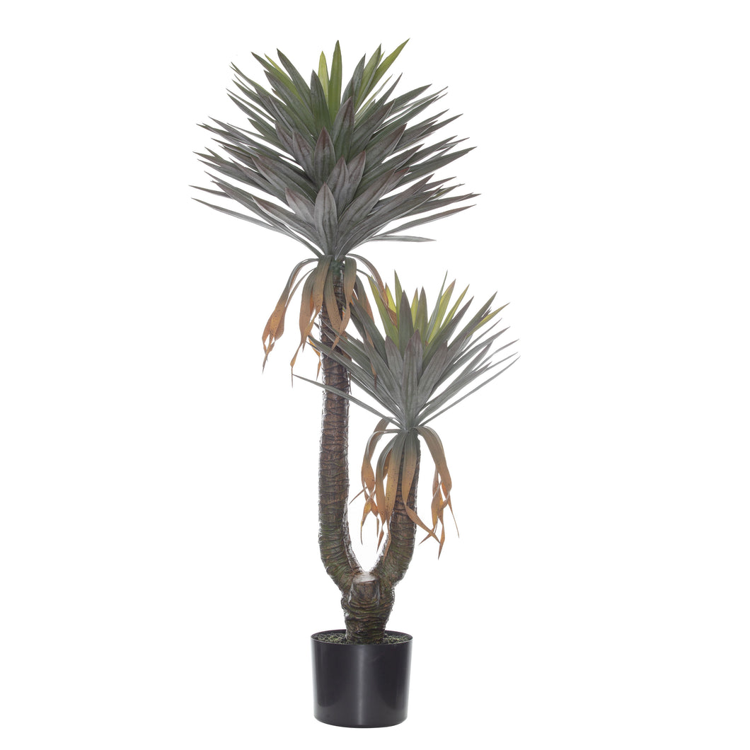 Rogue - Yucca Gloriosa Plant