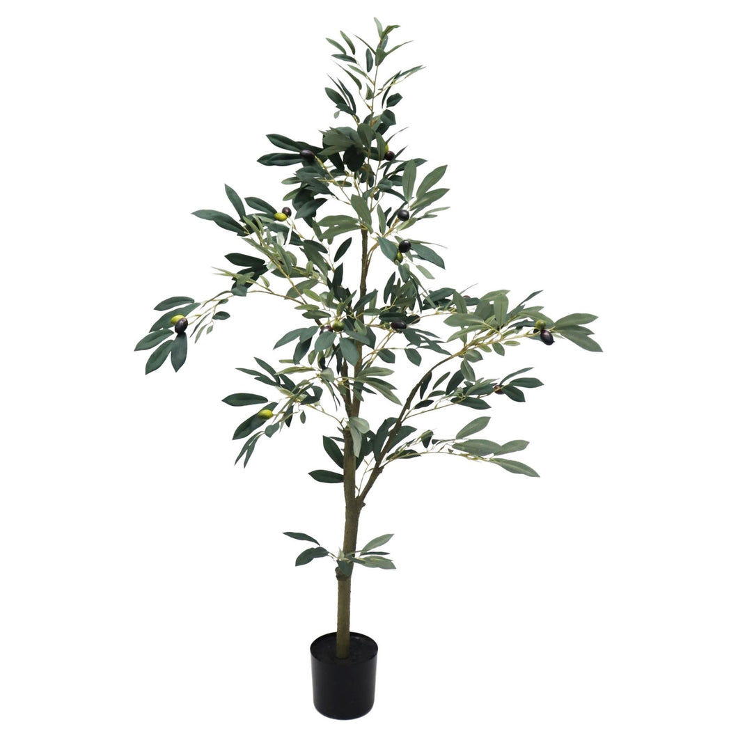 Potted Olive Tree - 122cm