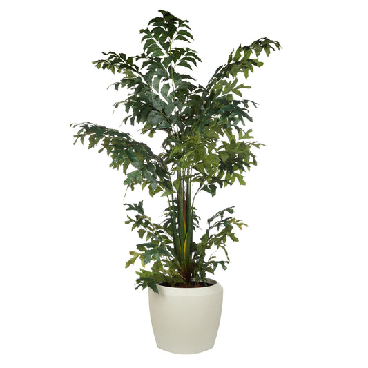 Rogue - Caryota Palm Tree
