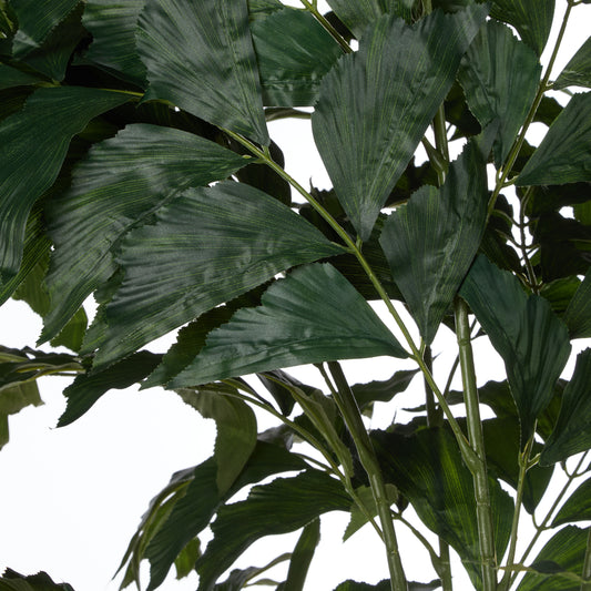 Rogue - Caryota Palm Tree
