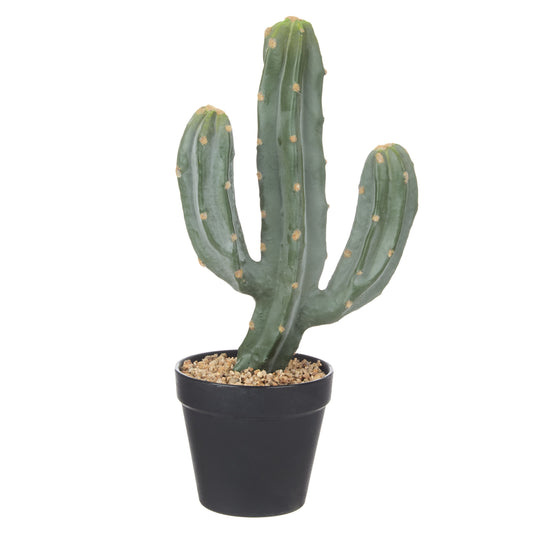 Rogue - Saguaro Cactus