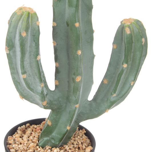 Rogue - Saguaro Cactus