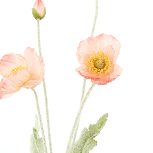 Rogue - Poppy Spray - Coral
