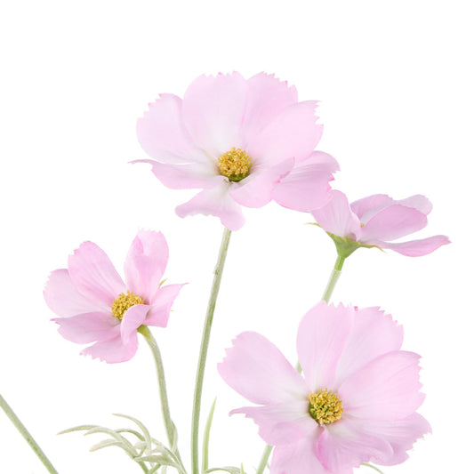 Rogue - Cosmos Flower Spray Stem - Light Pink