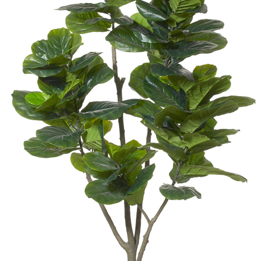 Rogue - Giant Fiddle Tree