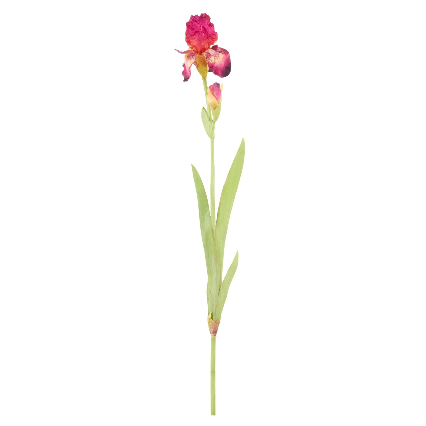 Rogue - Bearded Iris - Burgundy