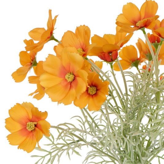 Rogue - Cosmos Flower Bunch - Orange