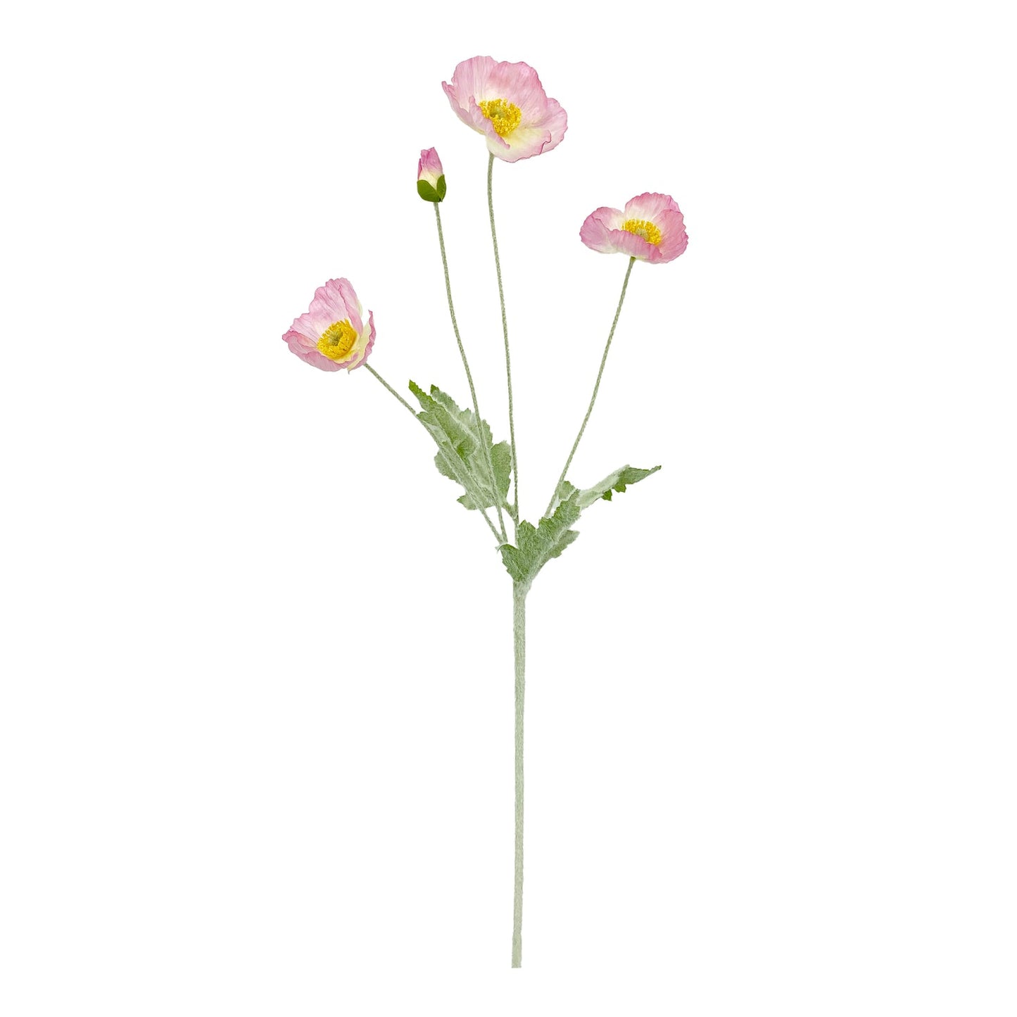 Rogue - Poppy Spray - Lilac
