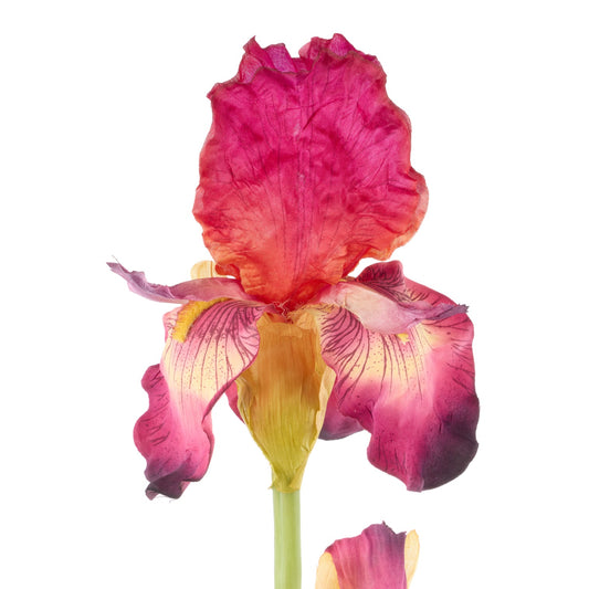 Rogue - Bearded Iris - Burgundy