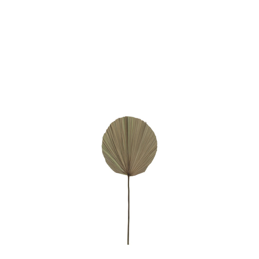 Dried Cut Fan Palm
