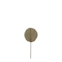 Load image into Gallery viewer, Dried Cut Fan Palm
