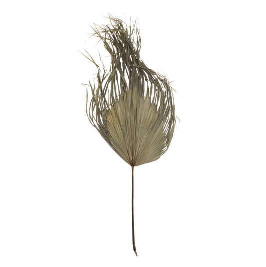 Dried Fan Palm