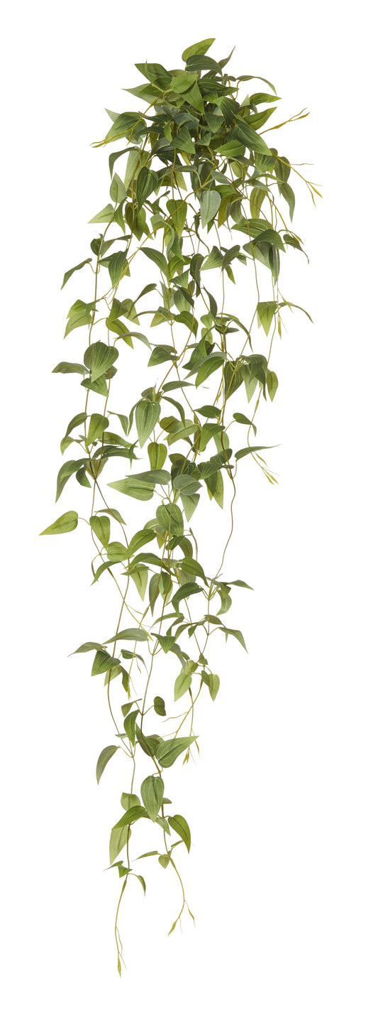 Hanging Vine - Clematis